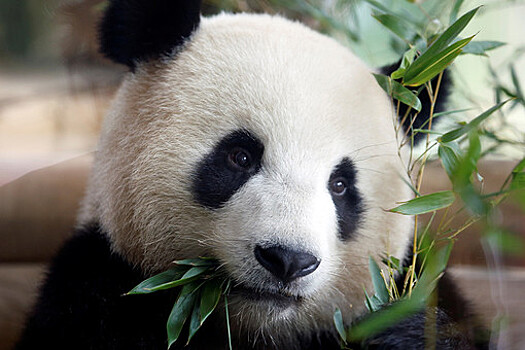 В зоопарке Берлина панду отучат ходить задом наперед с помощью секса