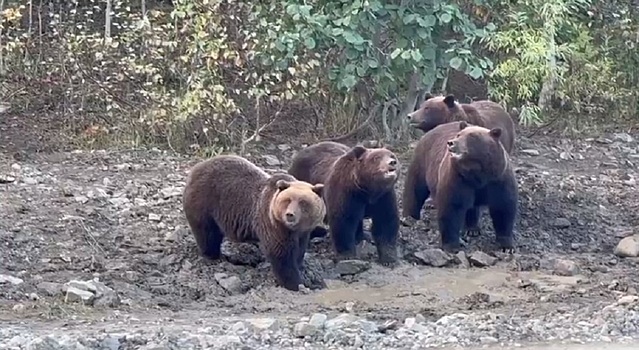 Медведи на Сахалине пришли за выпавшей из самосвала рыбой