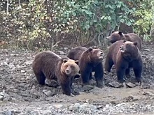 Медведи на Сахалине пришли за выпавшей из самосвала рыбой