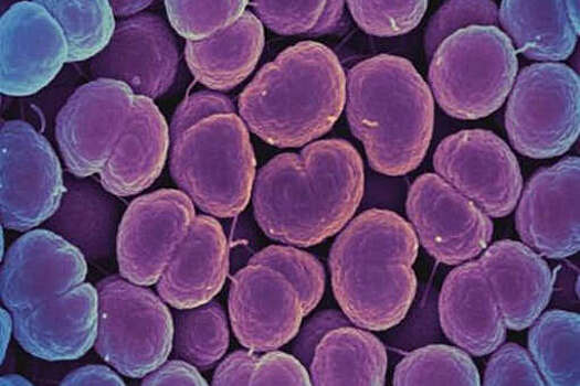 В "Сириусе" создали препарат, повышающий чувствительность бактерий к антибиотикам
