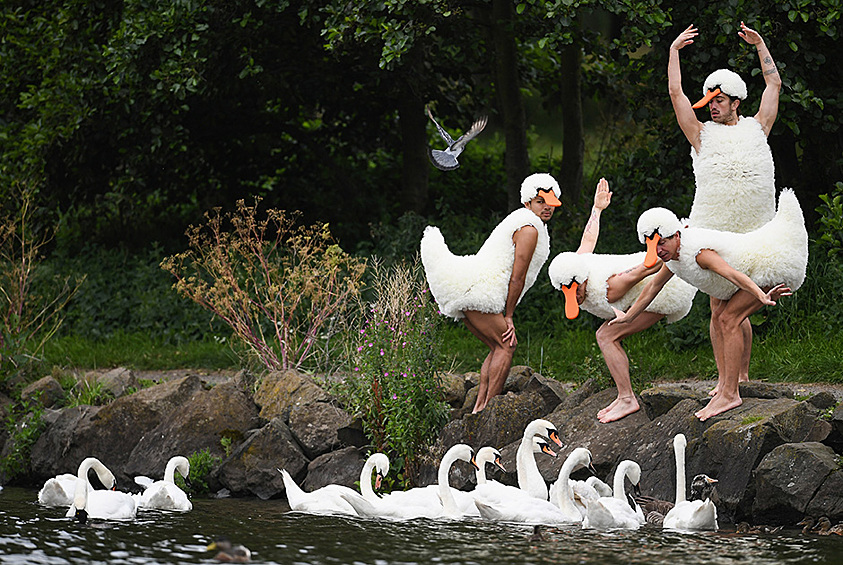 Танцоры из коллектива «Туту» исполняют «Лебединое озеро». Фестиваль, во время которого был устроен перфоманс, славится классическими номерами, исполненными в оригинальном стиле