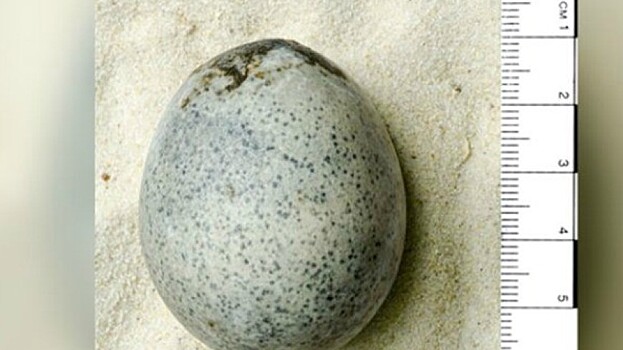 Археологи случайно разбили древние яйца