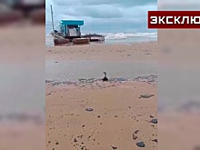 Океанолог предсказал загрязнение мазутом пляжей в Геленджике и Кабардинке