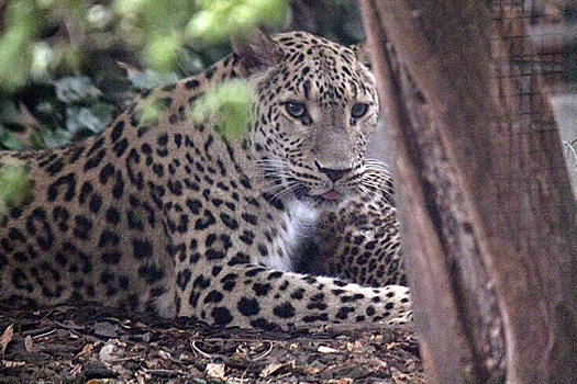 Не жалеющий взрослеть детеныш леопарда попал в фотоловушку