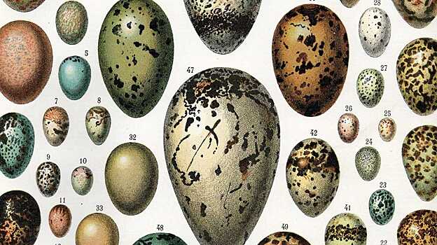 Ученые объяснили форму птичьих яиц