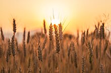 Ученые Удмуртии вывели два новых перспективных сорта озимой пшеницы