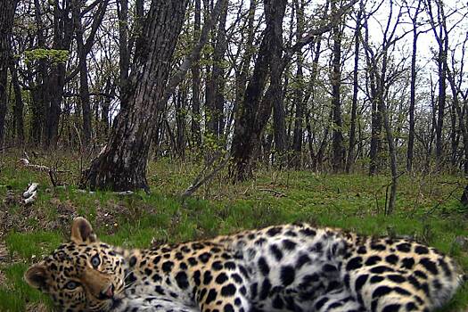 Самая редкая кошка в мире попала в фотоловушку
