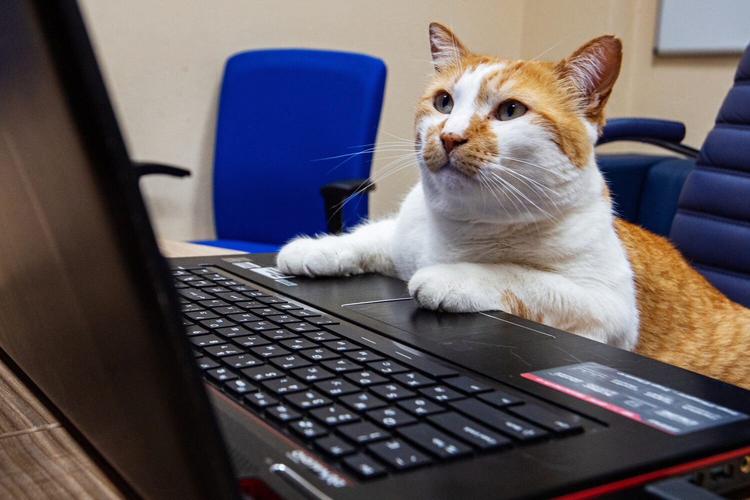 В начале года россияне потратили десятки миллиардов рублей на ноутбуки