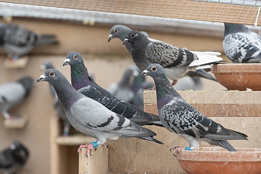 Мужчина пожаловался, что соседские голуби летают над его участком. Суд принял сторону истца