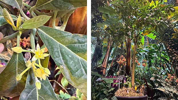 Гватемальское авокадо впервые с начала века зацвело в «Аптекарском огороде»