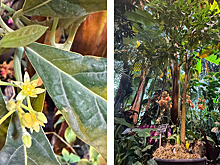 Гватемальское авокадо впервые с начала века зацвело в «Аптекарском огороде»