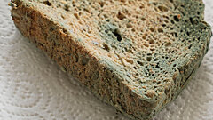 Невидимая угроза: когда плесень становится смертельно опасной