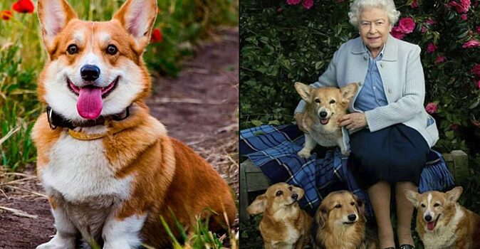 10 причин завести себе собаку породы «Вельш — корги», которую так любит Елизавета II. Ведь за всю жизнь у нее было 30 таких псов