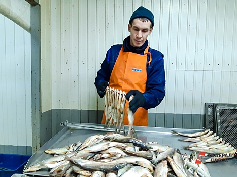 Шеф-повар перечислил признаки свежей и вкусной рыбы