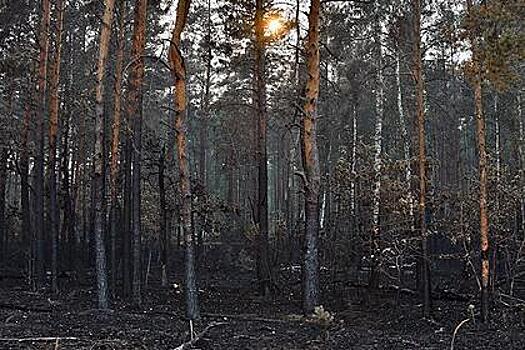 В российском регионе локализовали крупный лесной пожар