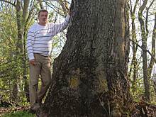 Ясень из Курска может стать одним из самых старых деревьев Европы
