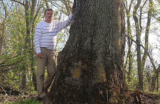 Ясень из Курска может стать одним из самых старых деревьев Европы