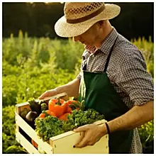 Полезные овощи и фрукты, или Что покупать у фермеров в сезон