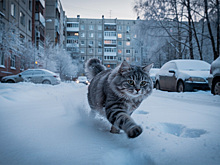 Прогноз погоды на 29-30 ноября в Новосибирске сделали синоптики