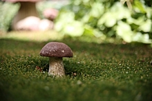 Волгоградцам рассказали о том, как не отравиться грибами