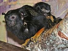 В парке «Роев ручей» у пары маленьких обезьян родилась двойня