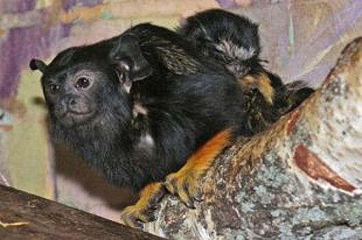 В парке «Роев ручей» у пары маленьких обезьян родилась двойня