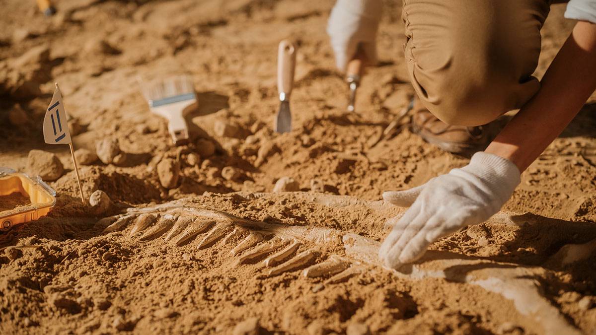 Ученые обнаружили следы древнего поселения в Курской области