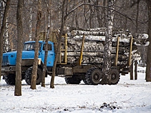 Компании выставили счёт на 254 тысячи за снос деревьев для гостиницы в Новосибирске