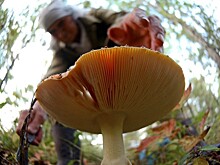 Россияне стали есть больше грибов