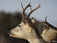 В Тюмени назвали самых популярных у охотников животных