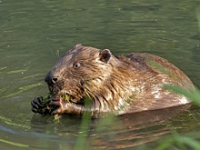 Подкармливание бобров хлебом в парке «Покровское-Стрешнево» может привести к распространению крыс
