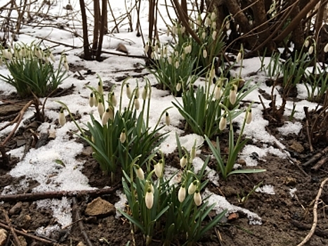 Минувшая зима стала самой теплой за всю историю метеонаблюдений
