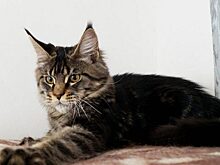 Девушка купила котёнка мейн-куна за 700 долларов, но только спустя несколько месяцев поняла, что её обманули