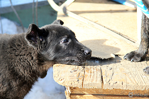 Красноярские депутаты приняли скандальный закон об умерщвлении бездомных собак