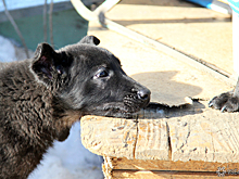 Красноярские депутаты приняли скандальный закон об умерщвлении бездомных собак