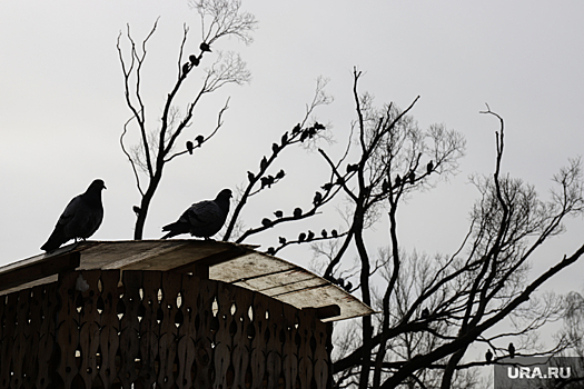 Жители Алтая испугались смерти птиц из-за вышек 5G