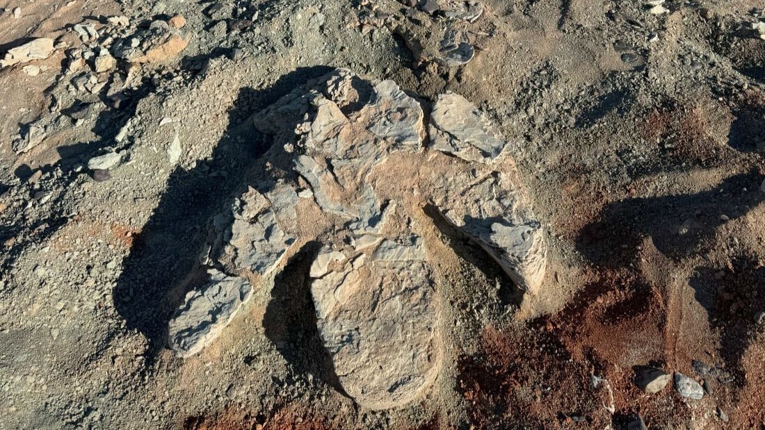 Обнаружены следы самого большого в истории двуногого динозавра