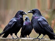 ОП: почти 90% опрошенных россиян не против соседства с воронами и голубями