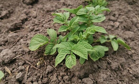 Молодые ученые Алтайского ГАУ занялись районированием казахстанских сортов картофеля