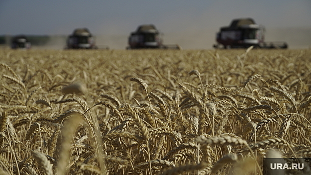 Фермер из ЯНАО запустит производство хлеба из собственной пшеницы