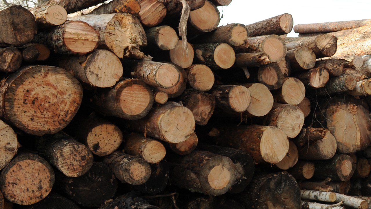 Полицейские в Красноярском крае выявили факт контрабанды древесины на полмиллиона рублей