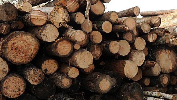 Полицейские в Красноярском крае выявили факт контрабанды древесины на 500 тыс. рублей