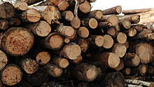 Полицейские в Красноярском крае выявили факт контрабанды древесины на 500 тыс. рублей