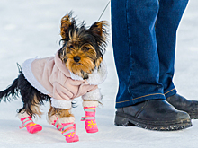 Учёные выяснили, при какой температуре замерзают собаки
