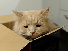 Бесконечно грустный кот - новая звезда интернета (ФОТО)