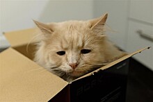 Бесконечно грустный кот - новая звезда интернета (ФОТО)
