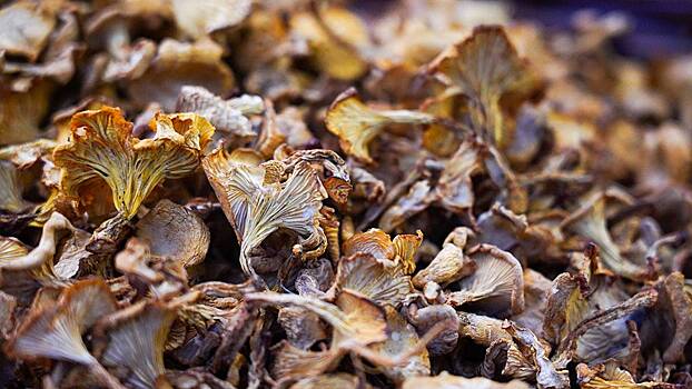 Эколог Пинаев рассказал, когда появятся зимние грибы в Московском регионе