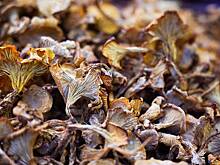 Эколог Пинаев рассказал, когда появятся зимние грибы в Московском регионе