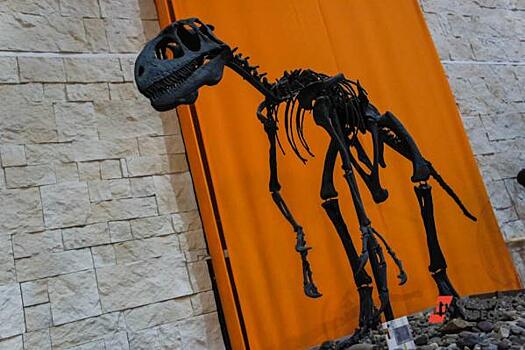 Обнаружены останки взрослого тиранозавра, чей рост не превышал метра