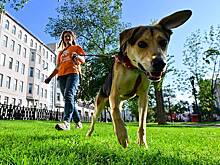 Новый тренд этого года: что такое хоббидоггинг